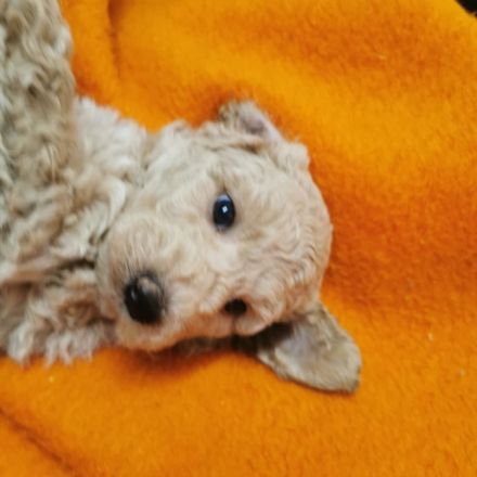 Aussiedoodle Welpen F1b