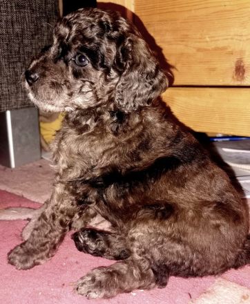Aussiedoodle Welpen F1b