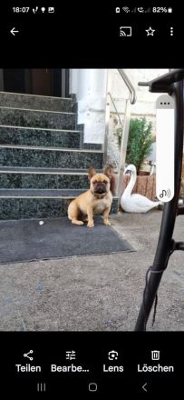 Französische Bulldogge