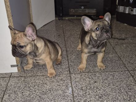 Französische Bulldogge