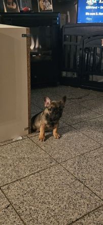 Französische Bulldogge