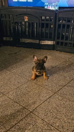 Französische Bulldogge