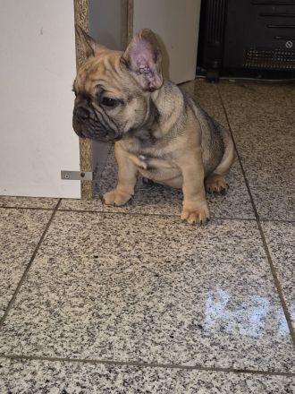 Französische Bulldogge