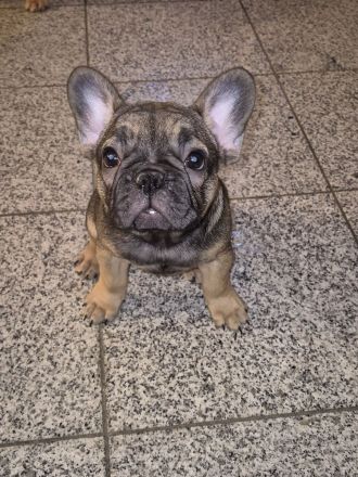 Französische Bulldogge