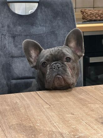 Französische Bulldogge