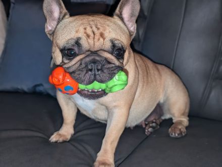 Französische Bulldogge