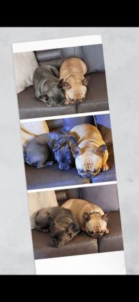 Französische Bulldogge