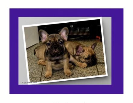 Französische Bulldogge