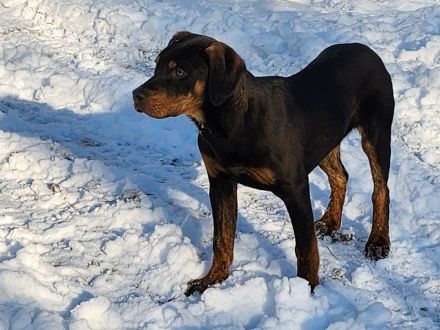 Louisiana Leopard dog