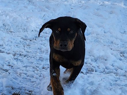 Louisiana Leopard dog
