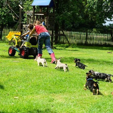 Kaninchen und Zwergdackel (Rauh und Langhaar) aus liebevoller uns seriöser Zucht !