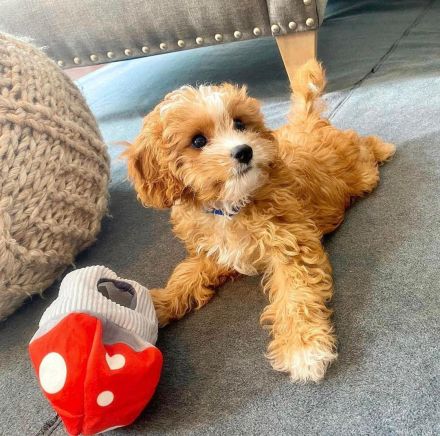 Cavapoo-Welpen zu verkaufen – Liebevolle Familienhunde!