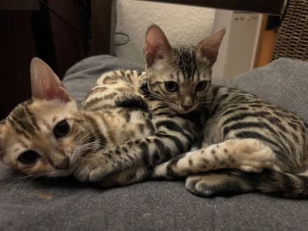 Wunderschöne Bengalkitten mit EU Pass untersucht und Stammbaum