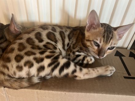 Wunderschöne Bengalkitten mit EU Pass untersucht und Stammbaum