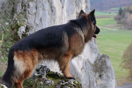 Altdeutsche Schäferhunde vom Urdonautal