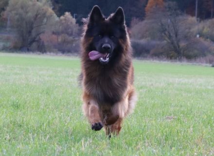 Altdeutsche Schäferhunde vom Urdonautal