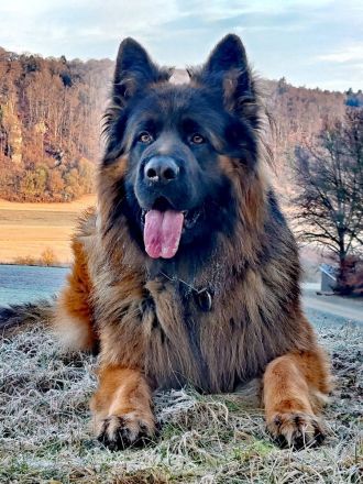 Altdeutsche Schäferhunde vom Urdonautal