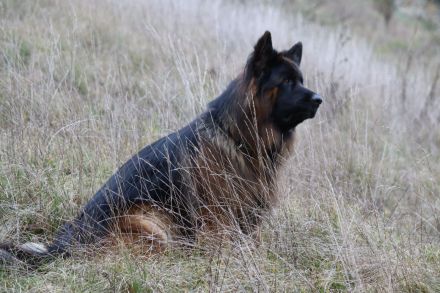 Altdeutsche Schäferhunde vom Urdonautal