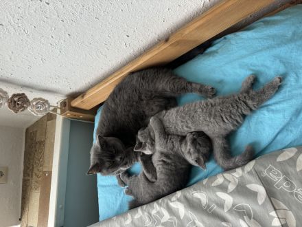 Britisch Kurzhaar BKH katzenbaby
