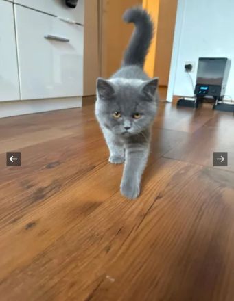 Britisch Kurzhaar BKH katzenbaby