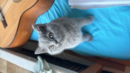 Britisch Kurzhaar BKH katzenbaby