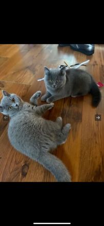 Britisch Kurzhaar BKH katzenbaby