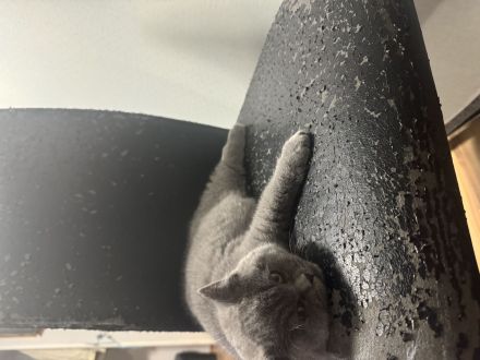 Britisch Kurzhaar BKH katzenbaby