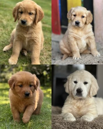 Fake Anzeige! Golden Retriever Welpen