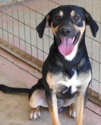 Heidi 3, Hotte, Hannes (Horst, Hugo 5, Henriette, Hailey, Henry 8) / Mischlinge