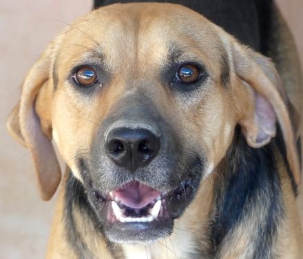 Heidi 3, Hotte, Hannes (Horst, Hugo 5, Henriette, Hailey, Henry 8) / Mischlinge