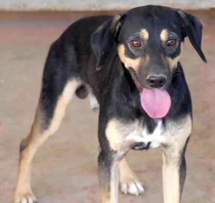 Heidi 3, Hotte, Hannes (Horst, Hugo 5, Henriette, Hailey, Henry 8) / Mischlinge