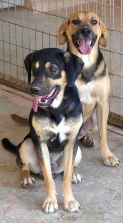 Heidi 3, Hotte, Hannes (Horst, Hugo 5, Henriette, Hailey, Henry 8) / Mischlinge