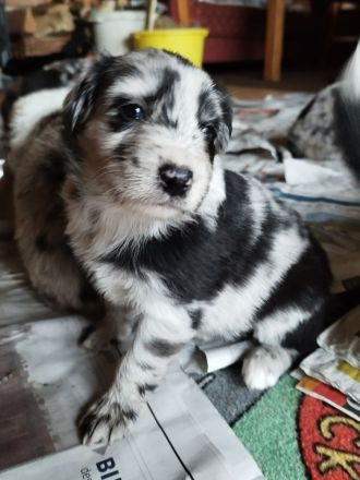 Australien Shepard Mix