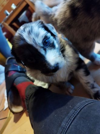 Australien Shepard Mix