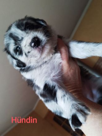 Australien Shepard Mix