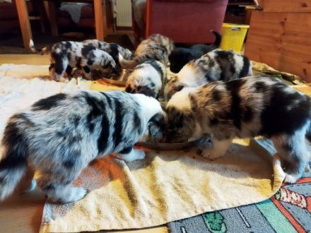 Australien Shepard Mix