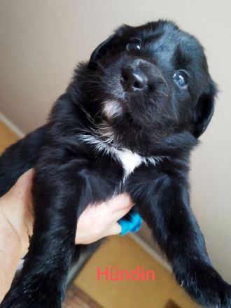 Australien Shepard Mix