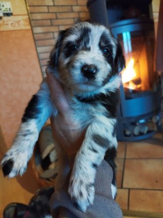 Australien Shepard Mix