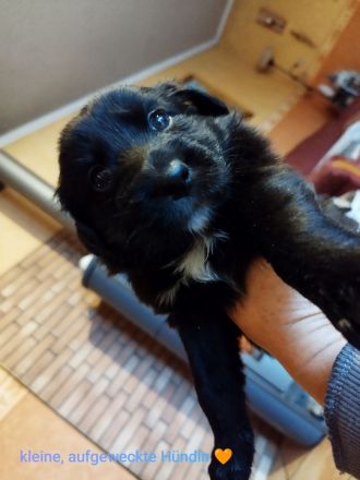 Australien Shepard Mix