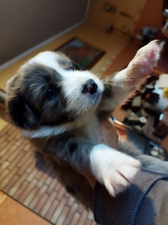 Australien Shepard Mix