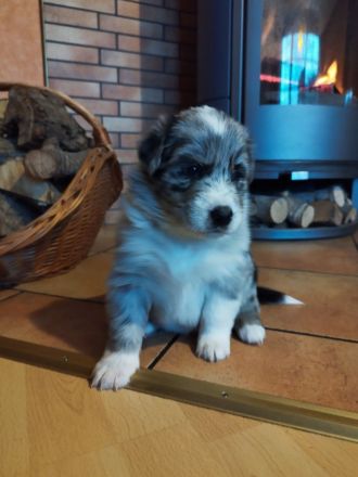 Australien Shepard Mix