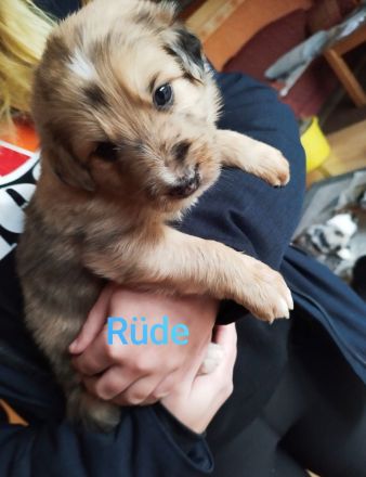 Australien Shepard Mix