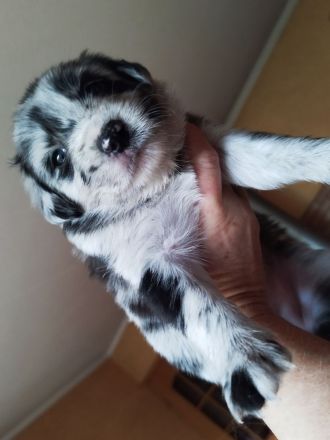 Australien Shepard Mix