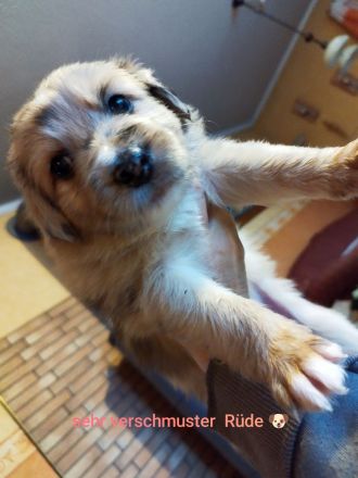 Australien Shepard Mix