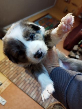 Australien Shepard Mix