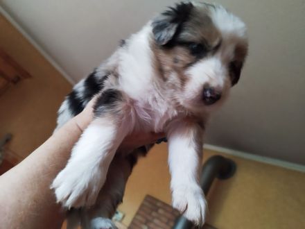 Australien Shepard Mix