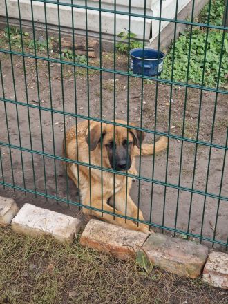 Kaukasischer owtscharka schäferhund mix