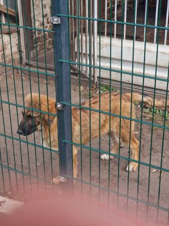 Kaukasischer owtscharka schäferhund mix