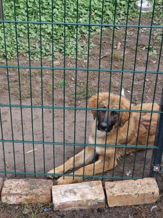 Kaukasischer owtscharka schäferhund mix