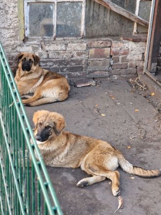 Kaukasischer owtscharka schäferhund mix